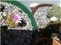 Gymnocalycium Anisitii